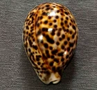 Cypraea Tigris 84.5mm GEM "'multiple compressed spots UNUSUAL RUSTY-yellowish