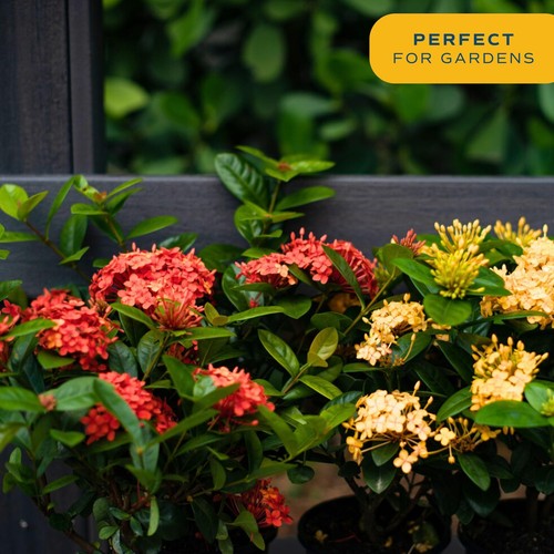 Live Ixora Plant Blooming Shrub in 10in. Pot, Grower's Choice Color Flowers -... - Picture 4 of 7