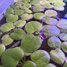 4oz Cup Amazon Frogbit *Buy 2 Get 1 Free* (Read description)