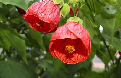 30 Mixed Colors FLOWERING MAPLE (Chinese Bell Flower) Abutilon Hybridum Shrub Bu