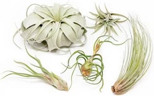 Tillandsia Air Plants Large Variety Pack - Great for Displays and Gifts