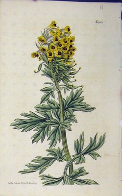 Original alter Vintage Druck 1827 handkoloriert Blume Curtis N.1953 Walworth
