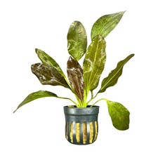 Red Flame Sword Echinodorus Sp.  Buy3Get1Free  Live Aquatic Plants