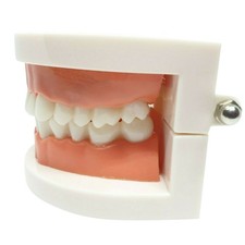 Adult Dental Standard Teaching Educational Typodont Demonstration Teeth Model F