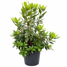 PJM Elite Rhododendron Live Potted Plant Flowering Garden