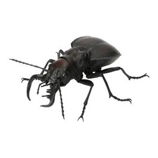 Figura de acción Bandai Gashapon Ciervo Escarabajo 12 Manticora latipennis 8,5 cm Japón