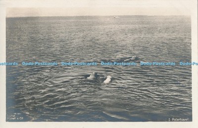 R005234 I Polarhavet Eneret Mittet