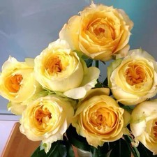 Sunny Antike Rose-阳光古董｜Germany Cut ...