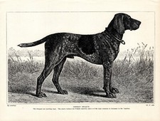 1930s Vintage German Shorthaired Pointer Prin...