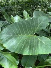 Hawaii Grown Colocasia gigantea Thai Giant Taro Elephant Ear Live Bulb