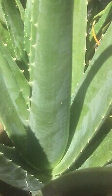 Live Plant Organic Aloe Vera Barbadensis-Miller-Stockton