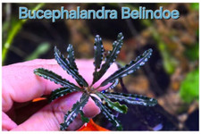 Bucephalandra Belindoe Live Aquatic Buce Epiphyte Rhizome Fish Shrimp Tank Plant