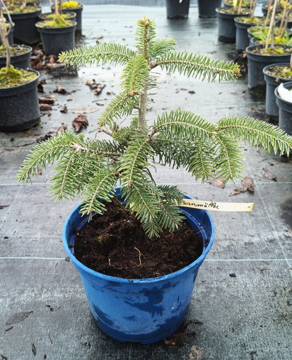 Abies bornmulleriana Sapin de Bornmuller jeune plant en conteneur