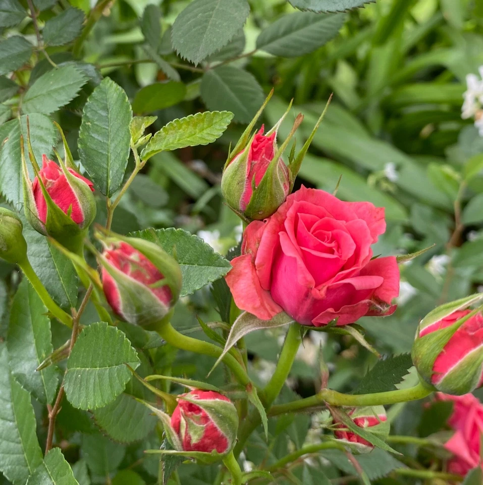 Pink Rose 3 Cuttings To Plant/Root Fragrant Blooms Organic QUICK SHIP - Image 3 of 4