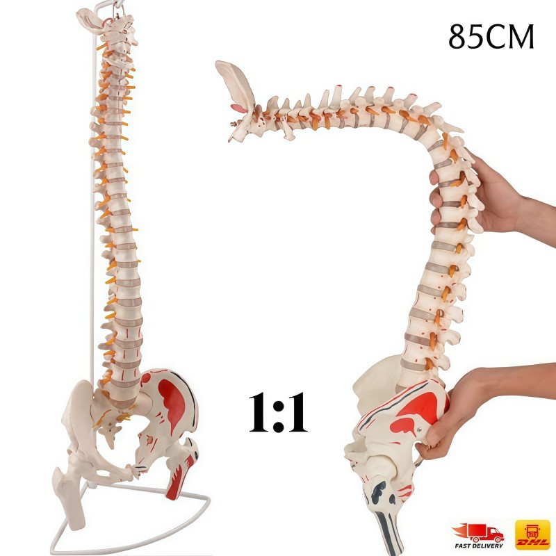 1:1 Menschliche Wirbelsäule Modell 85Cm Anatomische Modell mit Wirbeln,Becken