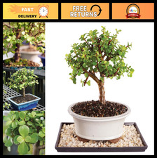 Live Dwarf Jade Bonsai Tree - 5 Years Old, 8"-12" Tall, Decorative Container  H