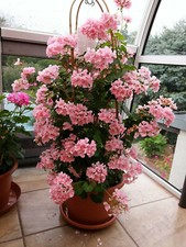 Kletter Geranie Lachs Pelargonie zonale wird 1,20m hoch! kräftige Jungpflanzen