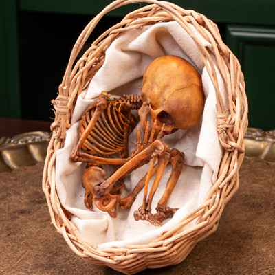 3D Printed Human Fetus Infant skeleton in Rattan Basket, hand painted model