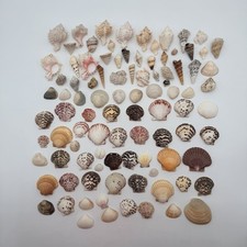 194 VTG Estate Seashell Beach Sea Shell Mix Lot Calico Scallop Pink Mouth Murex
