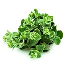 500 Seeds Greek Oregano Medicinal Perennial Herb Heirloom