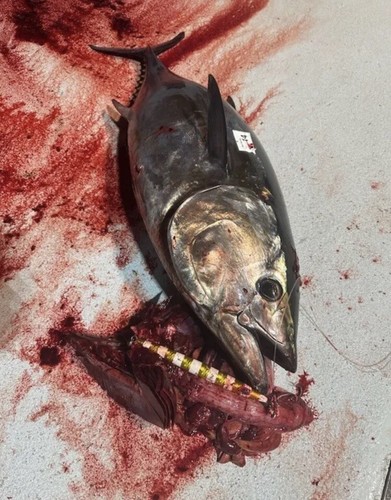 HEAVY TUNA BAR Slow Pitch Knife Jig Flat Fall Rigged for BIG GAME TUNA - 3 SIZES - Picture 14 of 15