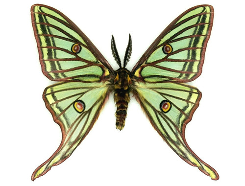 Insect Butterfly Moth Actias Graellsia isabellae-Rare MALE Spanish Moon Moth!!
