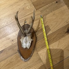 Antique French mounted deer stag horns pair hunting trophy taxidermy