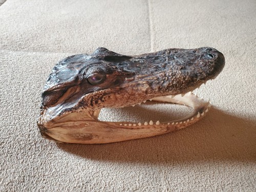Real Alligator Head 6 1/2 Inches Long Glass Eyes Nice