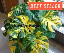 3 Seeds Sun Kissed Monstera House Plant Tropical Palm Tree Yellow Green Leaves