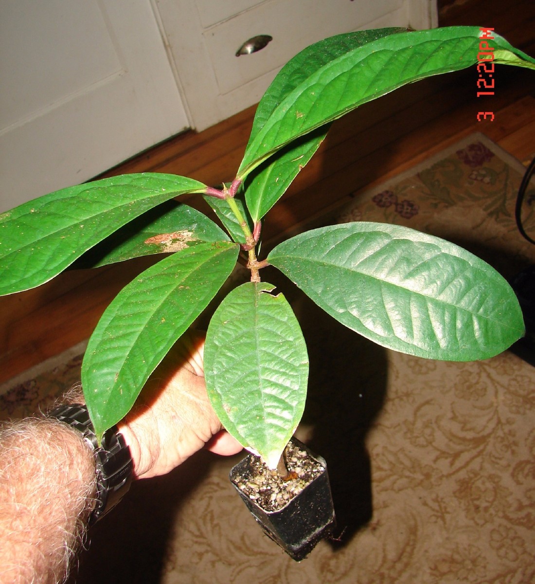 RED Mountain Apple Fruit Tree Syzygium malaccense Ohi'a Ai Apple