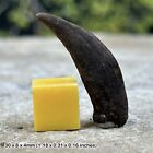Raccoon Canine Tooth Fossil (Procyon lotor) | Pleistocene Era | Genuine
