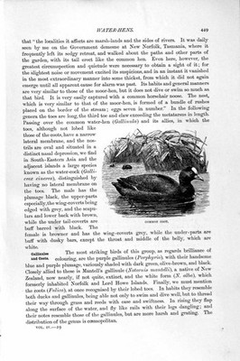 Alter antiker Druck Naturkunde 1895 Gemeiner Hütvogel Senegal Flossenfuß 19.