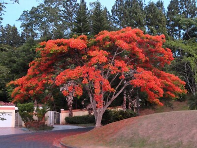 Red Flame Tree {Delonix regia} Bonsai Favorite | 10 seeds Free Shipping! |  eBay