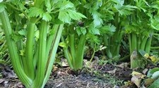 Celery Seeds- Tendercrisp Celery Seeds ,