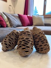 Banksia Grandis, stożek Banksia, szyszki, szyszki naturalne, hotel dla owadów -ok. 10-14 cm