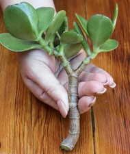 12 Thick Cutting Jade Plant Crassula ovata Succulent Live Money Tree Lucky Plant
