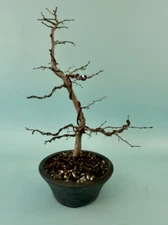 Korean Hornbeam Bonsai #3