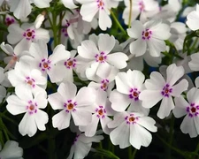 50 Amazing Grace Phlox Seeds Flower Perennial Seed Flowers Butterfly US SELLER