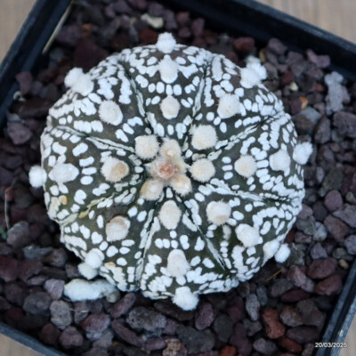 A4835 ASTROPHYTUM SUPERKABUTO pot9-H5-W6 cm MaMa Cactus