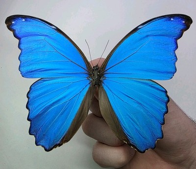 Riesiges blaues Morpho Didius A-Set Exemplar. Flügel gespreizt. Entomologie Sammlerstück.