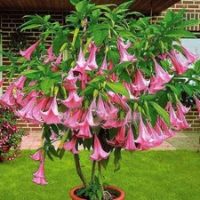 Brugmansia arborea, Angel Trumpet Trompe of Angels Flower Tree seeds 60Pcs