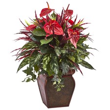 28in Anthurium Mixed Plant with Planter