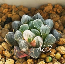 Rare Succulent: Haworthia Obtusa Verigated