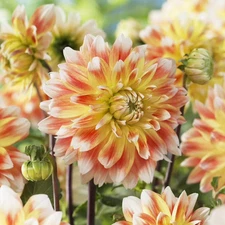 2 - PEACHES & CREAM Decorative Dahlia Bulb Tuber Clumps  EXQUISITE COLOR PATTERN