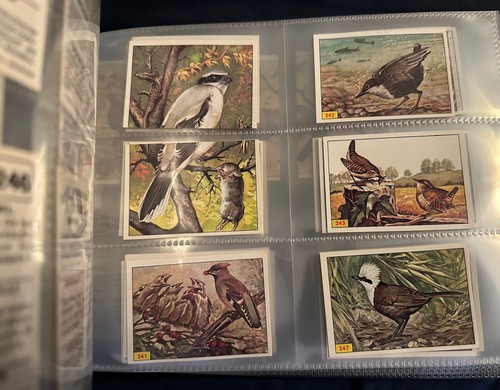 PANINI BIRDS : RARE COLLECTION OF LOOSE STICKERS 1-300 COMPLETE ALL IN VGC 1979 - Picture 8 of 10