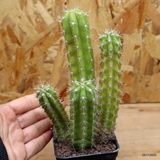 Triko cereus sp. Vaso 7 cm  Cod.2411-17