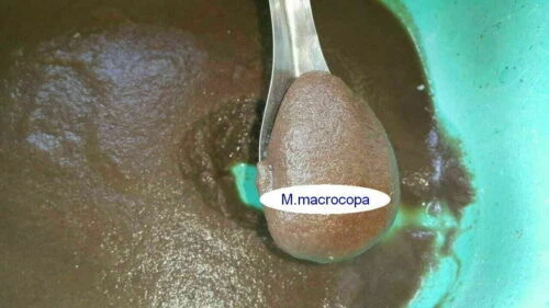 120k Moina Macrocopa eggs High protein Food For Betta Killifish Guppy Fish tank - Image 2 of 4