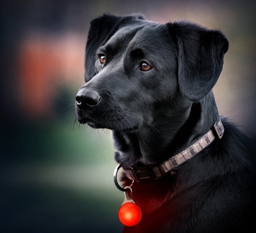 PRECORN Leuchtanhänger Rot LED Hunde Katzen Hundegeschirr Leuchthalsband Hunde - Bild 2 von 8