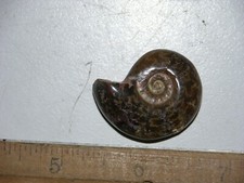 Ammonite with fire Jurassic cleoniceras polished w/ammolite 1 inch F91
