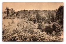 Arnold Arboretum Bussey Hill Harvard University Boston MA DB Postcard N13